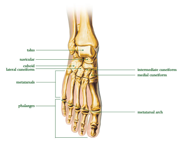 Styloid Process Foot